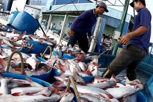 Cá tra Việt Nam: Rộng đường vào thị trường Hoa Kỳ