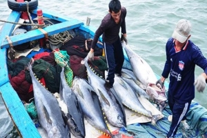 Cá ngừ xuất sang Trung Quốc tăng trưởng ấn tượng