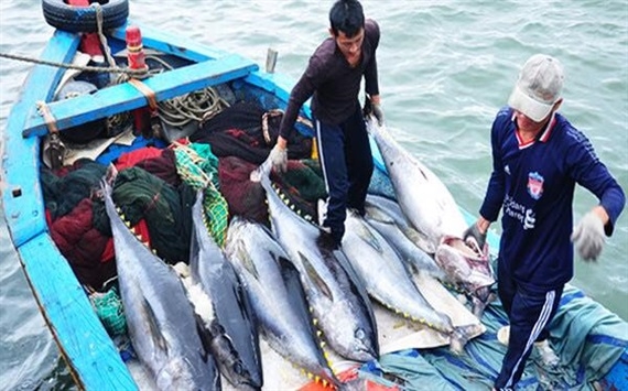 Cá ngừ xuất sang Trung Quốc tăng trưởng ấn tượng