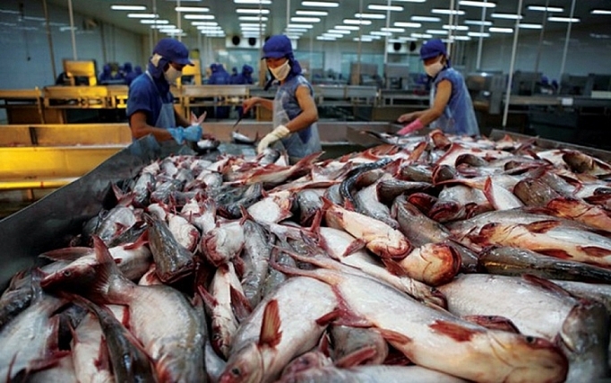 Năm 2019, xuất khẩu cá tra có thể đạt 2,06 tỷ USD
