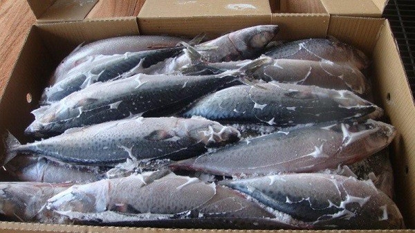 Xuất khẩu cá saba của Nhật Bản sang Việt Nam tăng do hiệp định TPP