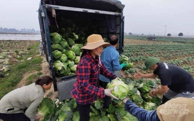 Rau xanh tăng giá, thương lái tranh mua