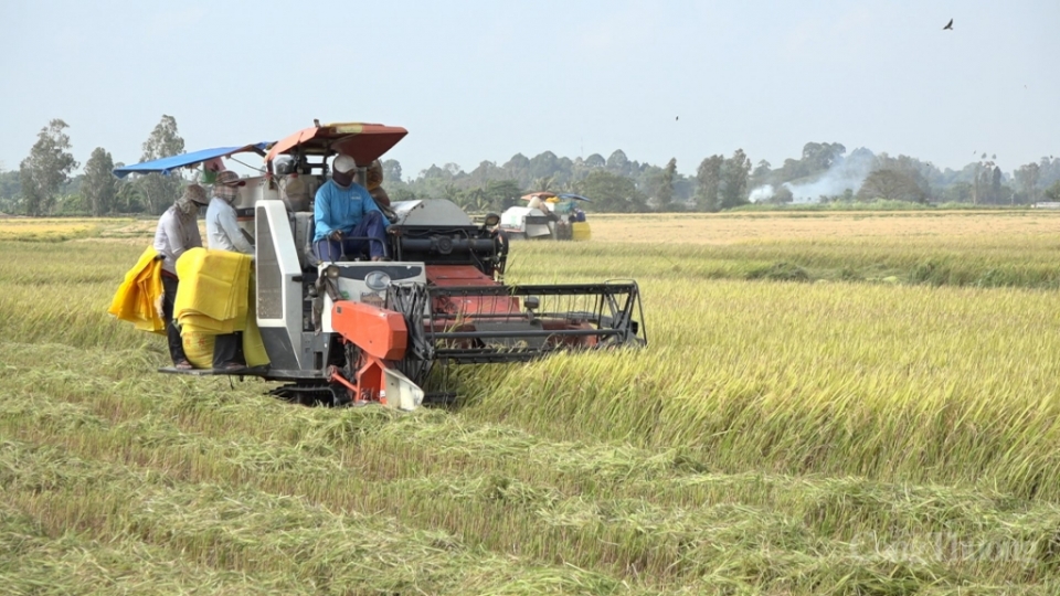 Giá lúa gạo Đồng bằng sông Cửu Long tăng nhẹ