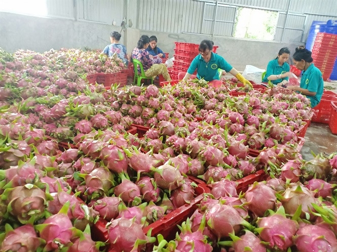 Hỗ trợ kết nối tiêu thụ thanh long tỉnh Bình Thuận